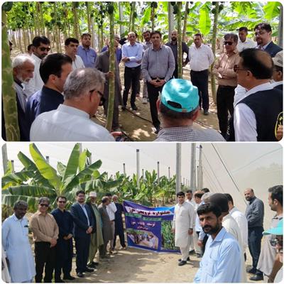 جشنواره ترویجی موز در شهرستان كنارك برگزار شد