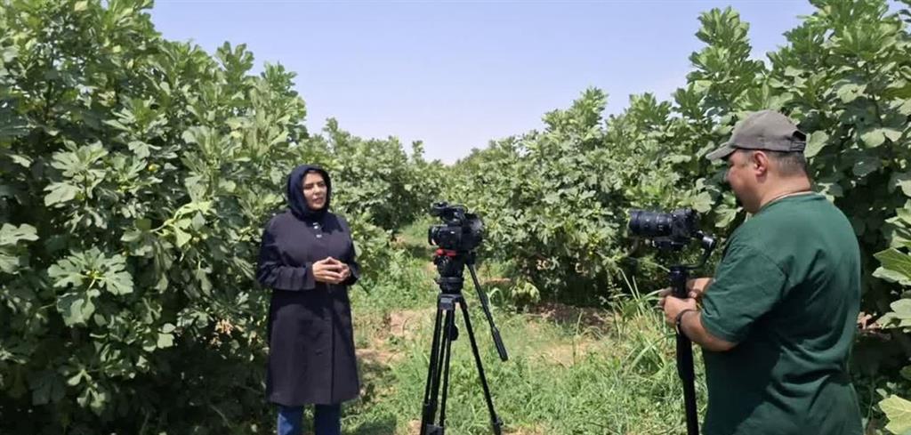 تولید مستند آموزشی «مدیریت كنه تارتن انجیر» در گرمسار آغاز شد