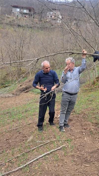 رمز موفقیت در تولید فندق