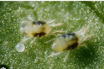 معرفی ارقام مقاوم گلایول به كنه تارتن دولكه ای