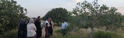 برگزاری كارگاه آموزشی «عملیات پس از برداشت پسته»