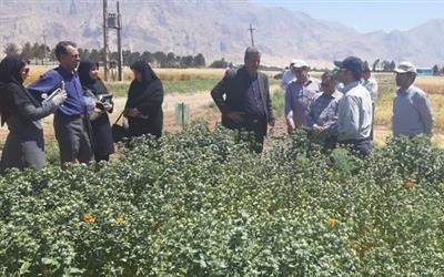 شروع فرآیند اجرایی طرح شبكه ملی مزارع الگویی كشاورزی در استان كرمانشاه