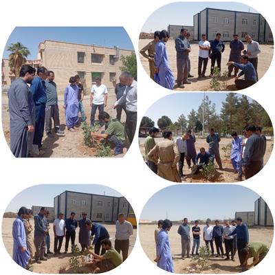 پیوند پسته، مهارتی طلایی برای باغات پسته